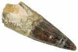 Fossil Spinosaurus Tooth - Real Dinosaur Tooth #348618-1